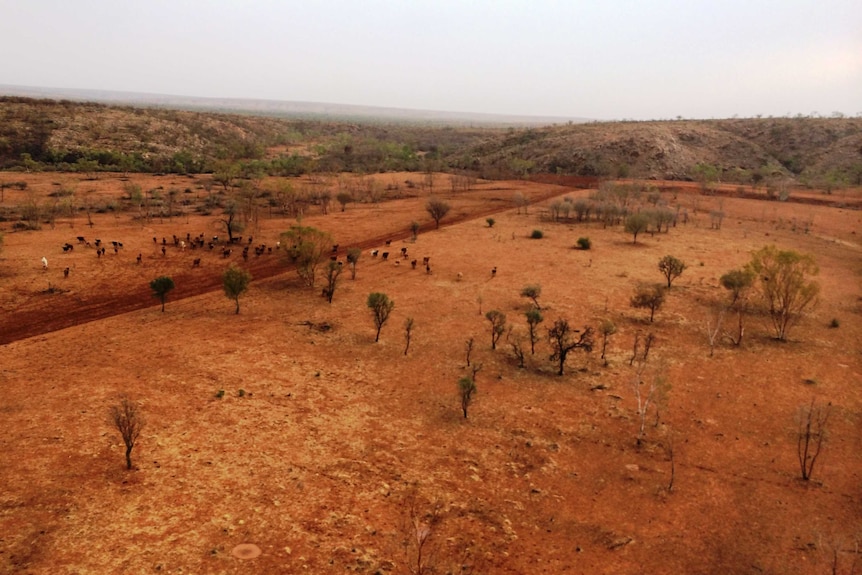 Aerial shot of a large red, dry paddock with some cattle walking.