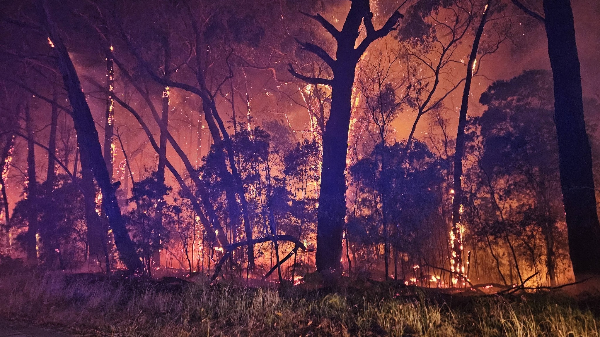 Flames engulf multiple black trees amid orange smoke at night.