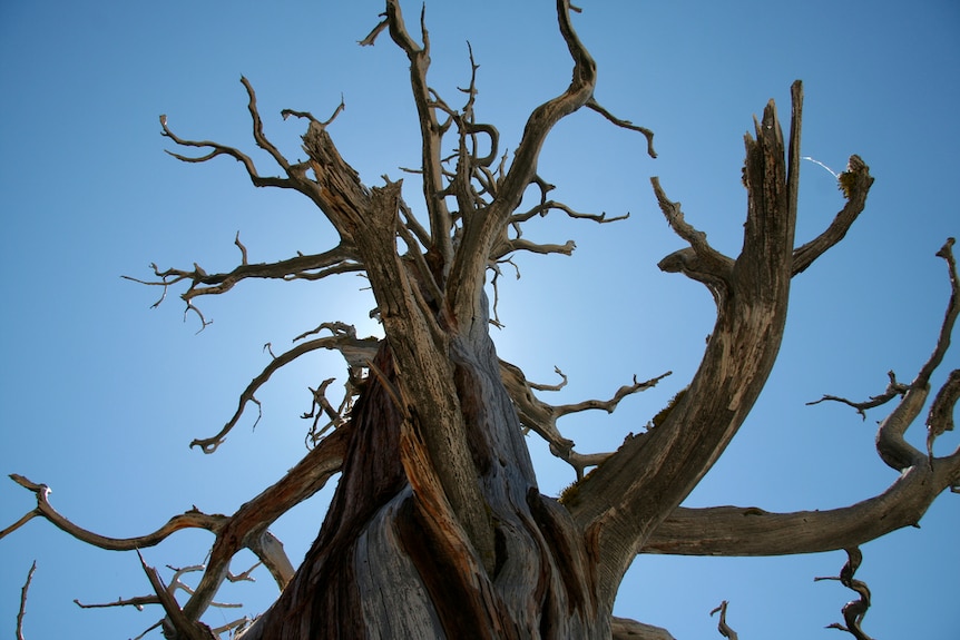 Gnarled tree