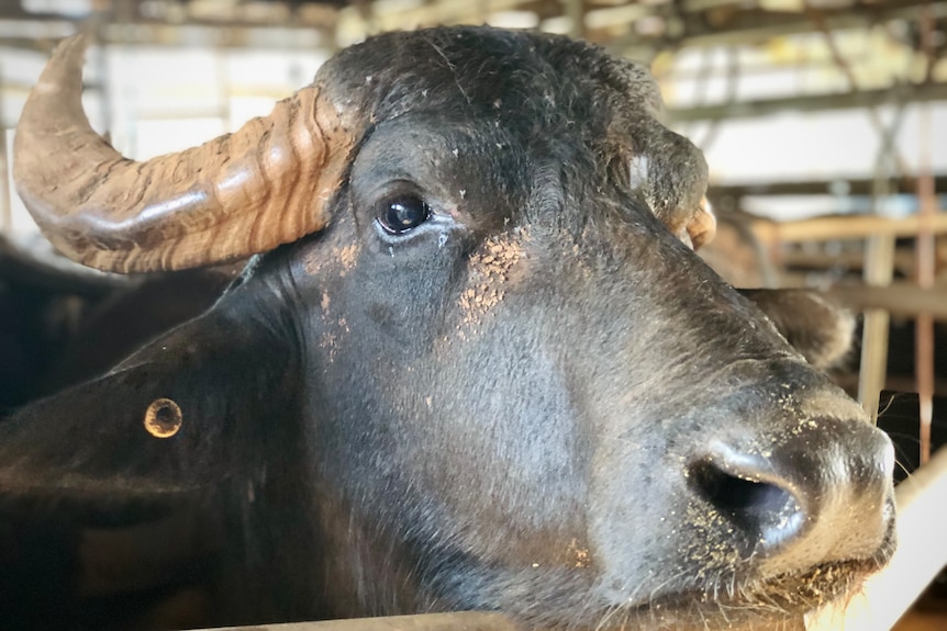 A close up of a beautiful buffalo cows's head.