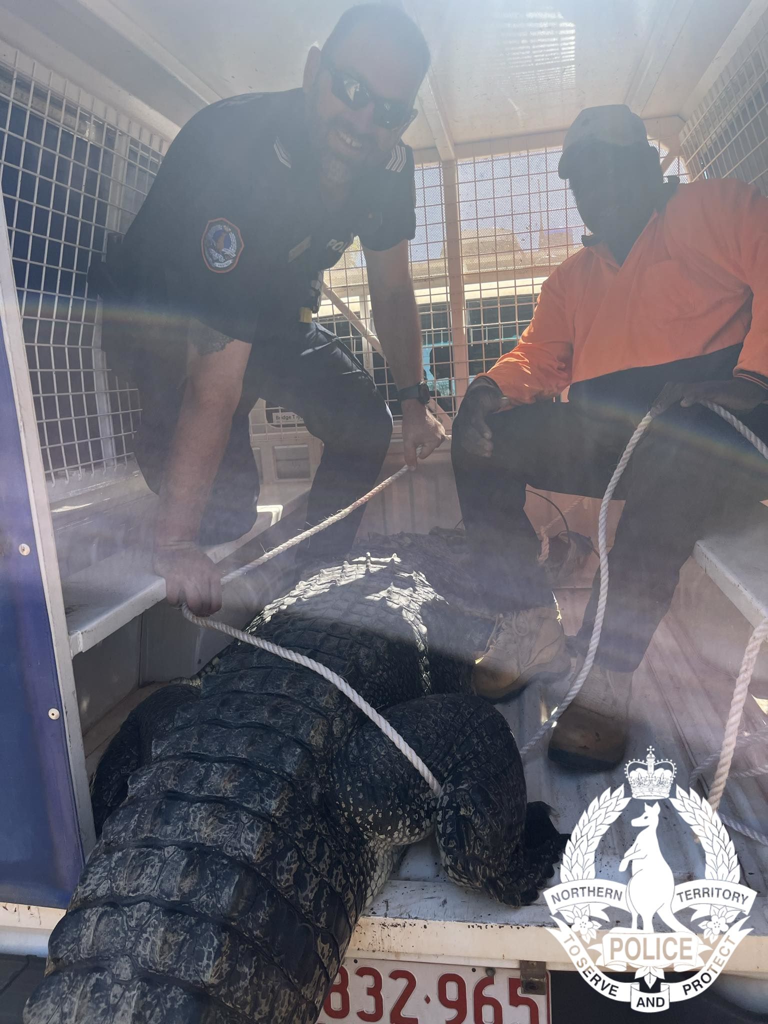 A photo of a crocodile being tied up in the back of police UTE.