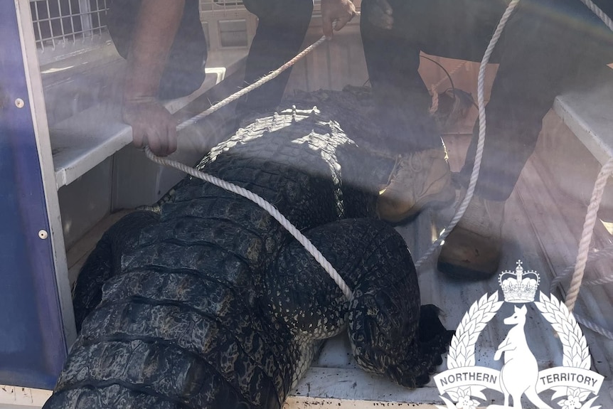 A photo of a crocodile being tied up in the back of police UTE.