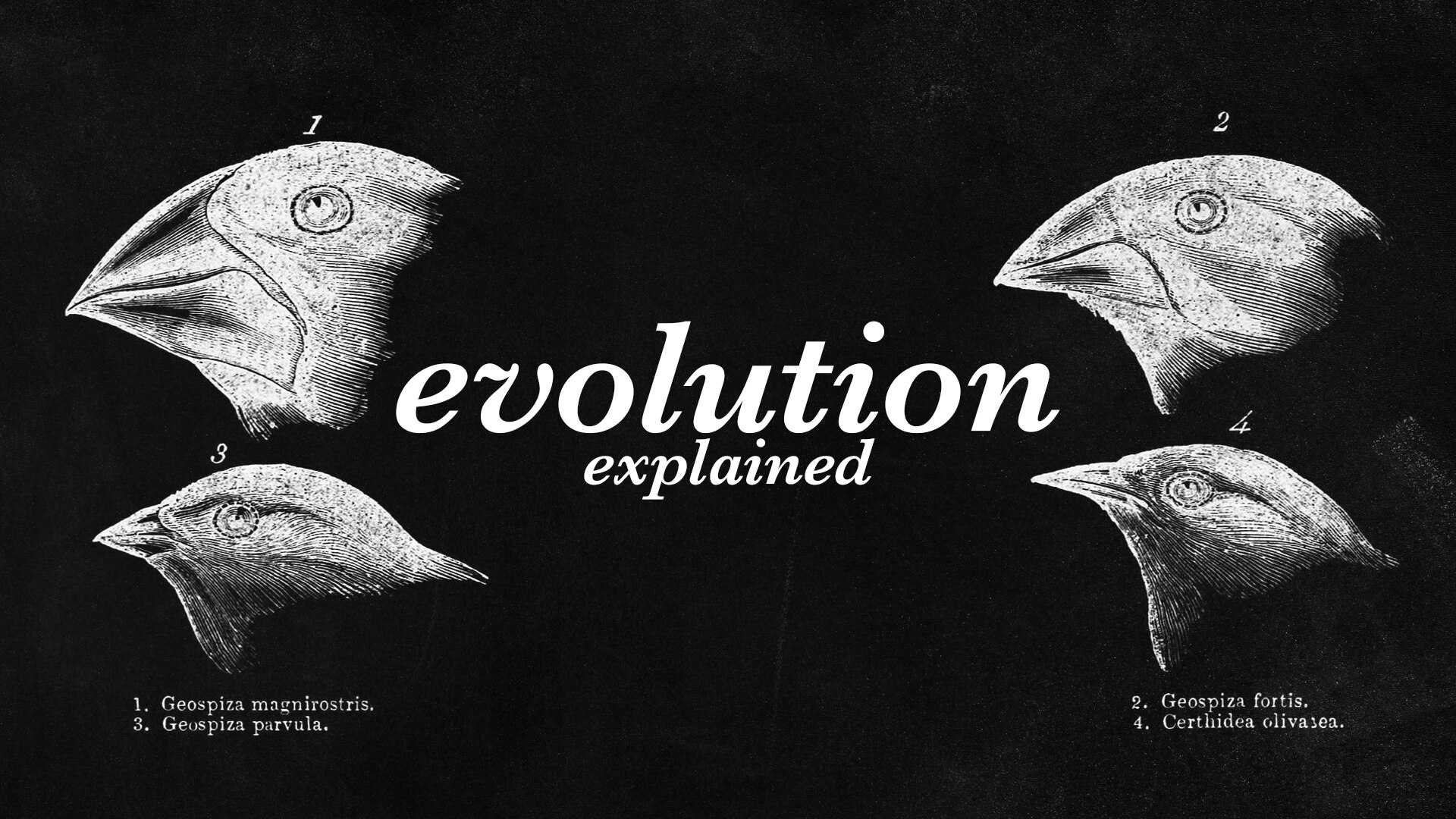What Is Evolution? - Behind The News