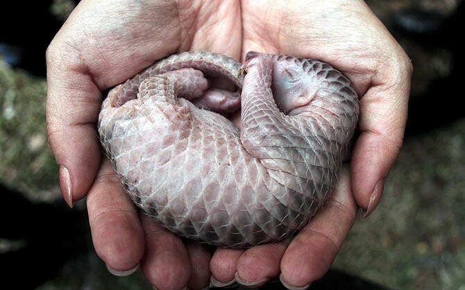 A newborn pangolin about to be released into the wild in Indonesia