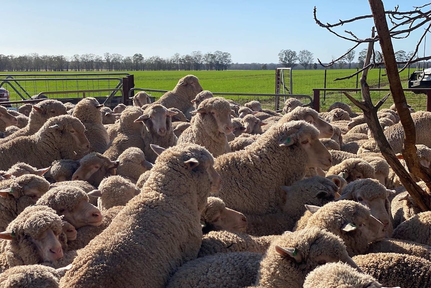 Sheep in a pen