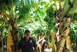 A man stands in a banana plantation next to a blooming banana bunch