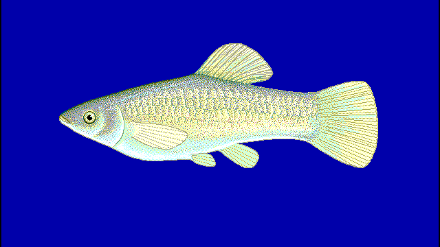 Image of an Amazon molly fish