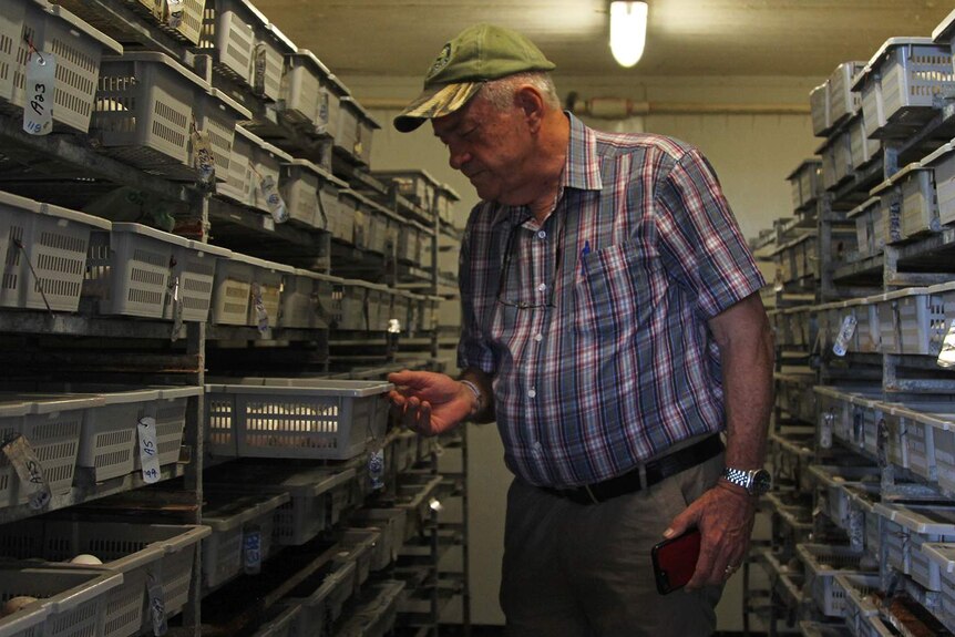 A photo of crocodile researcher Grahame Webb inspecting some eggs in an incubator.