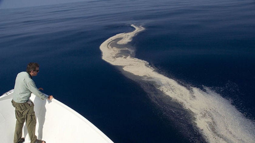 A WWF photo of a man standing in a boat looking at the oil spill in the Timor Sea.