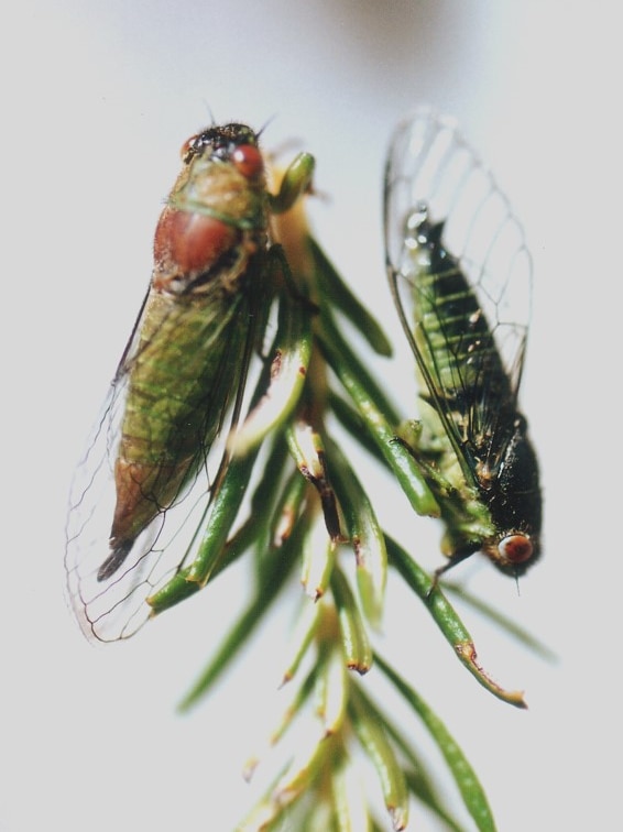 Two cicadas on a branch.