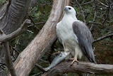 White-bellied sea eagle in Tasmania