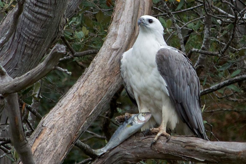 White-bellied sea eagle in Tasmania