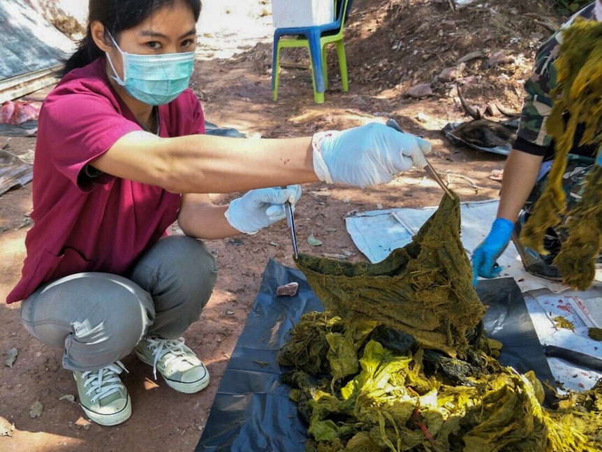 A veterinarian in a face mask squats holding a piece of green, mouldy underwear laid out with other debris on a dark tarp.