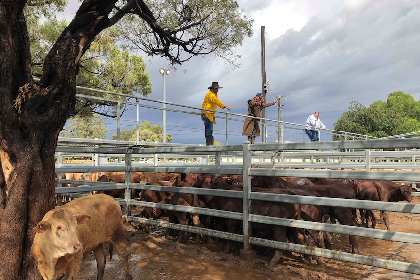 Livestock are auctioned off in the rain at a saleyards