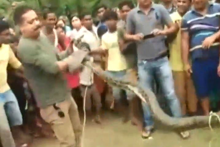 The ranger is seen attempting to wrangle the python before it latched onto him.