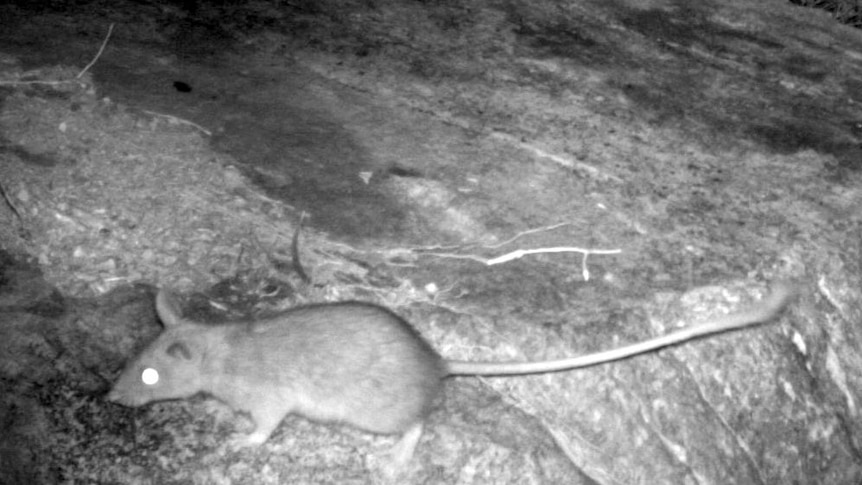 A golden-backed tree rat on Chambers Island near the Buccaneer Archipelago off the Kimberley coast