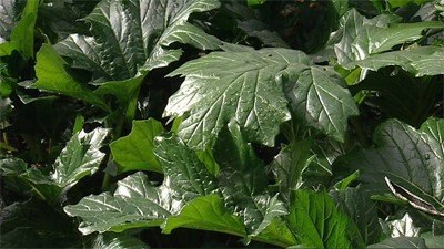 Acanthus mollis - Gardening Australia