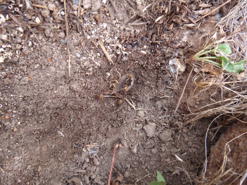 Schwarzer Steinskorpion