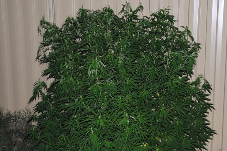 A cannabis plant discovered by ACT Policing at a property in Richardson.