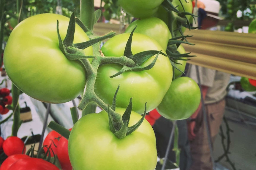 Green and red tomatoes growing on the plant.
