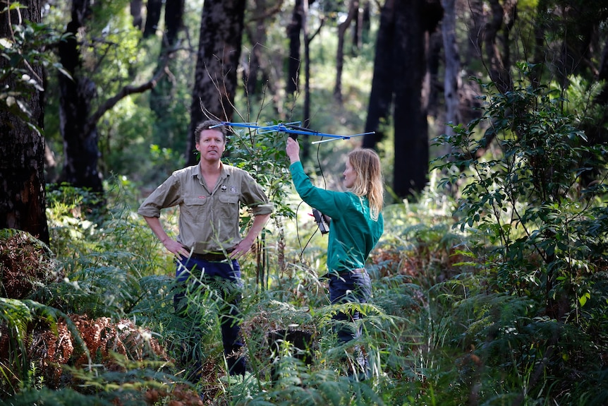 A man and a woman in a leafy national park holding a blue metal object used to help track quolls