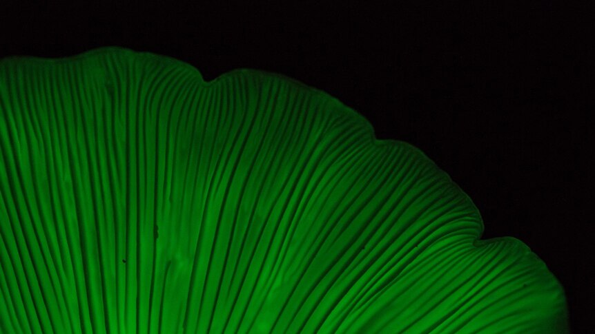 Underside of the ghost mushroom