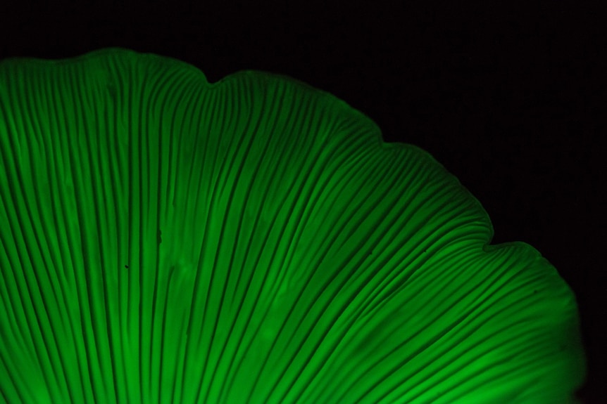 Underside of the ghost mushroom