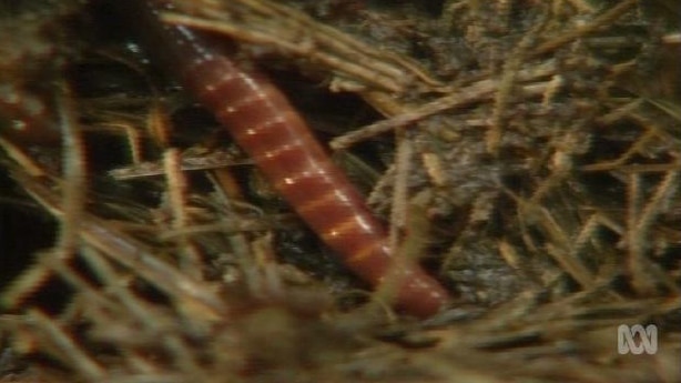 An earthworm in the mud