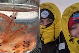 Antarctic krill in a jar and scientists.