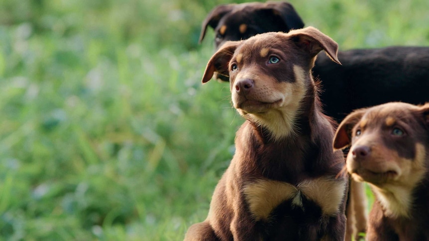 Working dog puppies sitting on grass