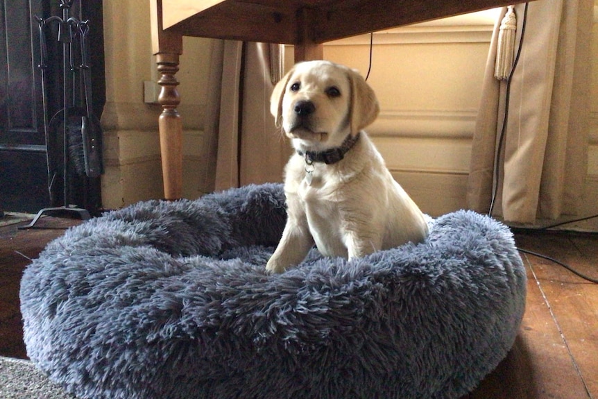 cute golden lab puppy sitting on blue pet bed