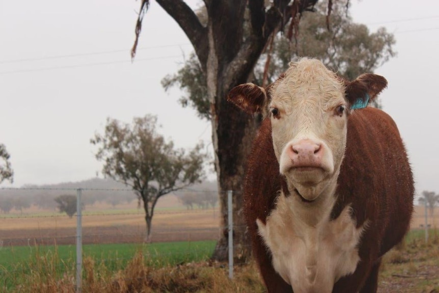 A brown and white cow stands in a paddock.