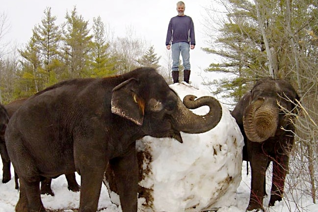 Elephants used their trunks to gather the snow and pile it high to create a big snow ball,