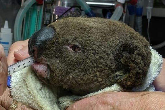 Koala being fed by syringe