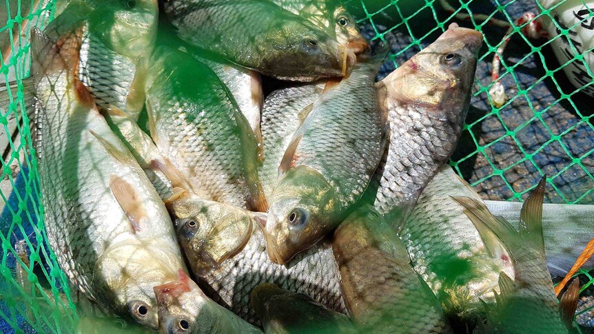 Juvenile carp caught in a green fishing net at Wentworth in New South Wales.