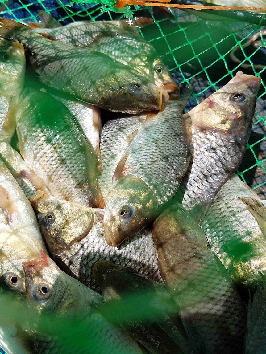 Young carp in a net