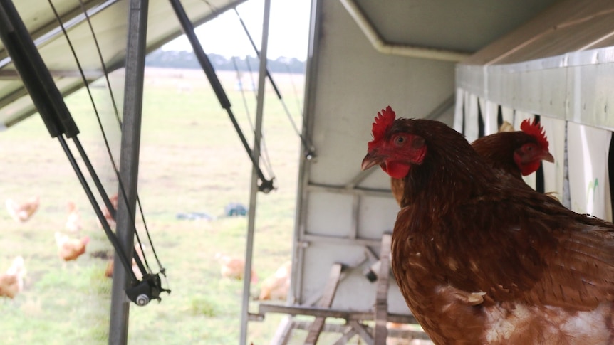 A free range chickens surveys the paddock near Glengarry, in Gippsland.