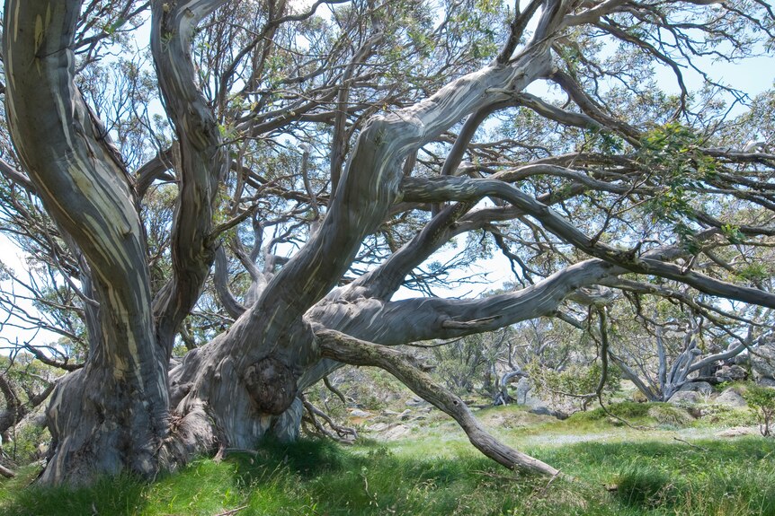 A sprawling tree with graceful thick branches