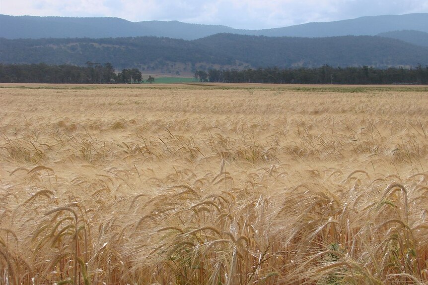 Barley crop nearing maturity at Tunbridge in Tasmania