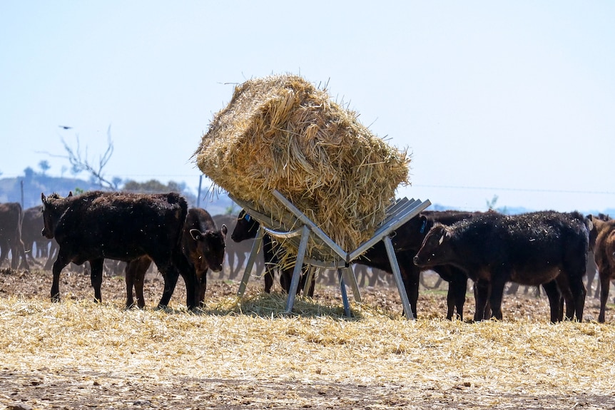 Black Wagyu cattle feeding at around a bale of hay near Scone, September 2023.
