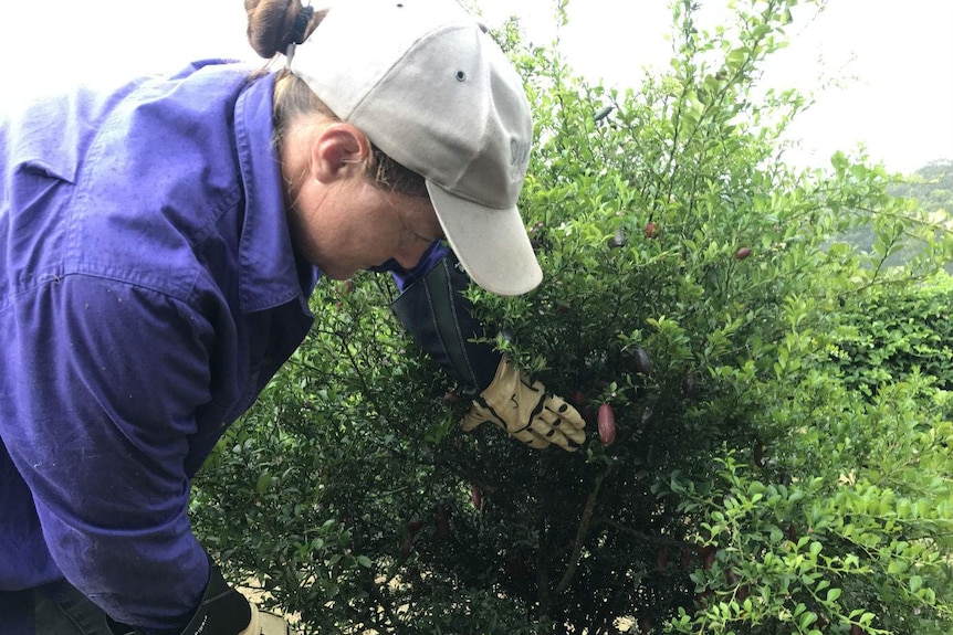 A woman pulls back the thorny bush to reveal finger limes