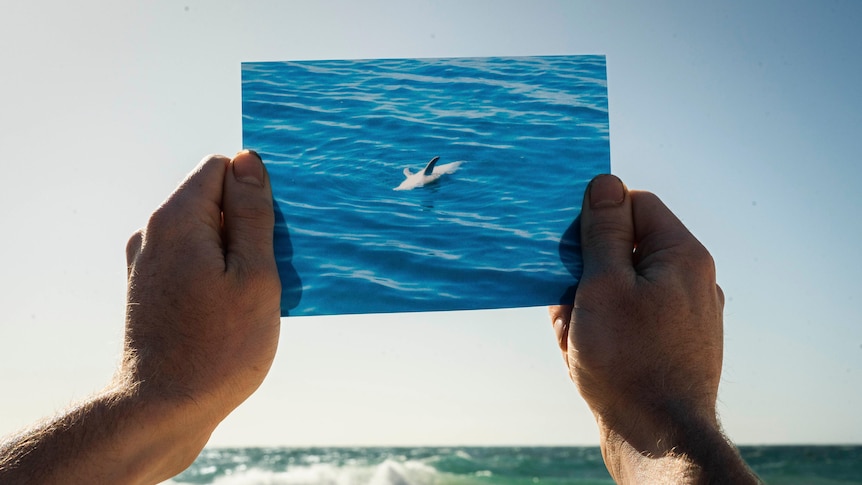 hands holding a photo of a dead floating dolphin