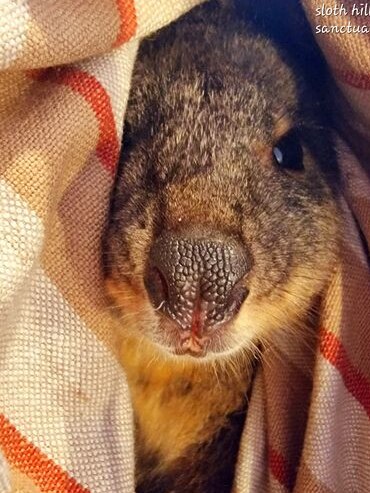 Tessa the pademelon wrapped in a blanket.