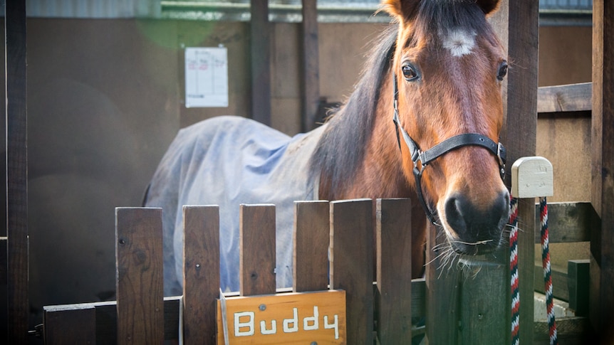Buddy the horse is Tasmania's nomination in the Riding for the Disabled Association of Australia horse of the year award.