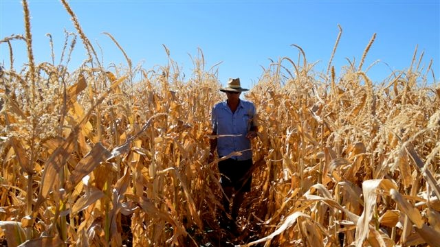 Corn Popcorn growers