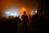 A man surrounded by cattle in an Indian street
