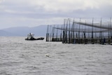 Huon Aquaculture deep sea salmon pen off Bruny Island, Tasmania