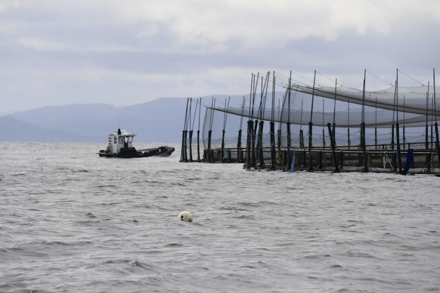 Huon Aquaculture deep sea salmon pen off Bruny Island, Tasmania