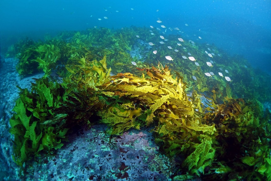 Kelp underwater with fish swimming above