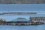 Huon Aquaculture salmon farm in southern Tasmania